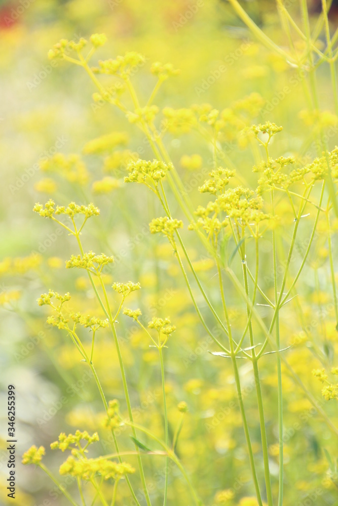 Fototapeta premium 女郎花