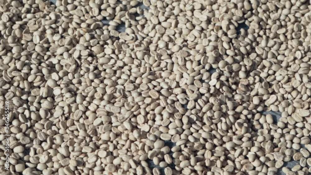 Coffee beans drying in the sun.