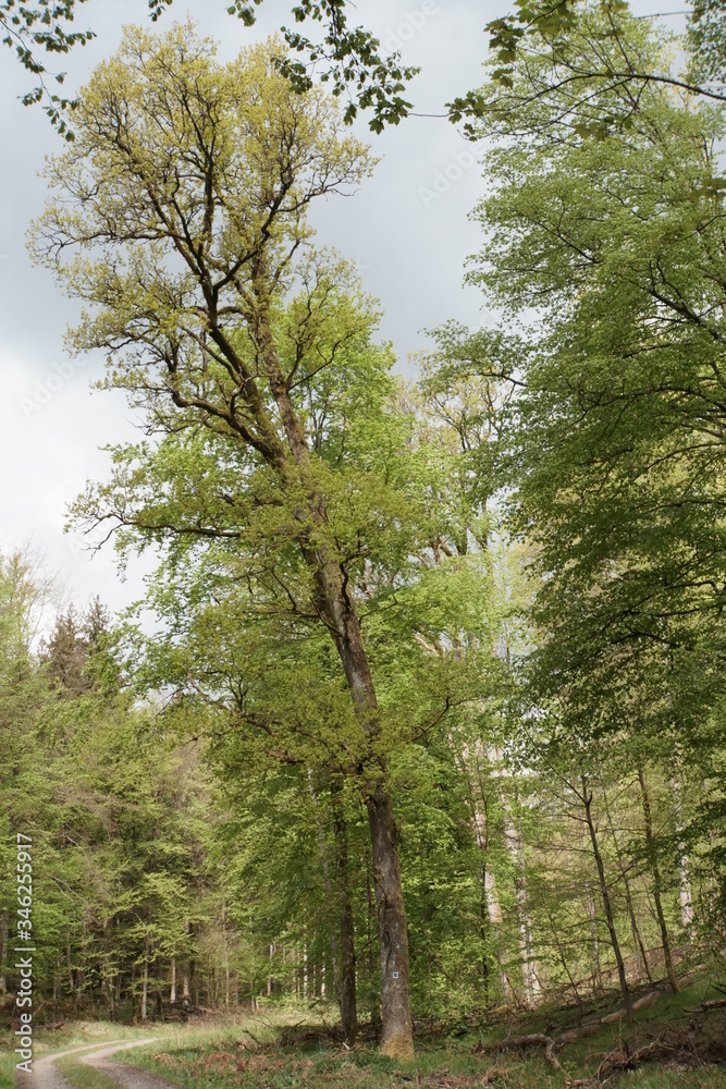 Baum Baum