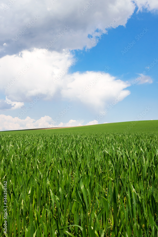 Obraz premium Blue sky with clouds over a green field with young wheat. Travel Ukraine.
