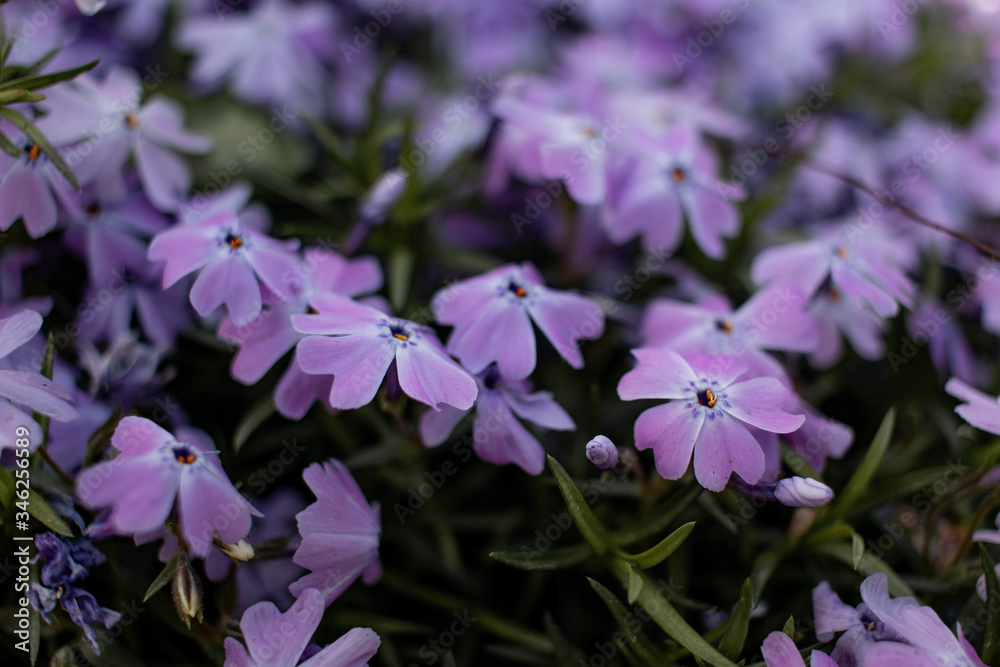Spring flowering tree with white flowers and bees. Flowering apple tree branch.