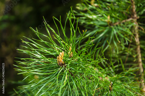Young cones on pine branch with long needles