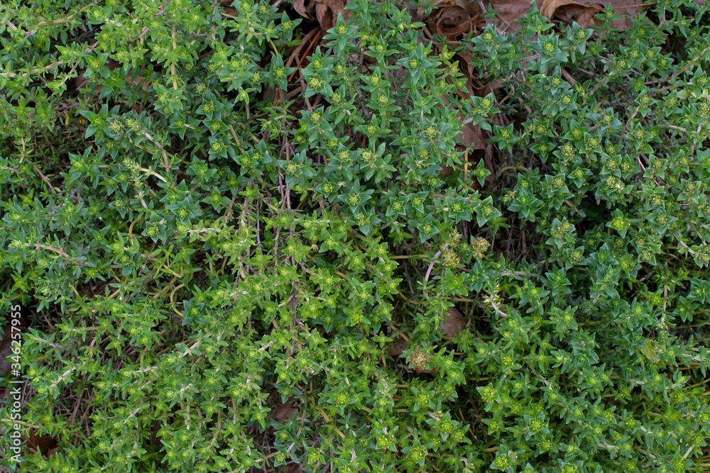 Thyme in the garden on a cloudy day. It is a member of the genus Thymus of aromatic perennial evergreen herbs in the mint family.  It has culinary, medicinal, and ornamental uses.