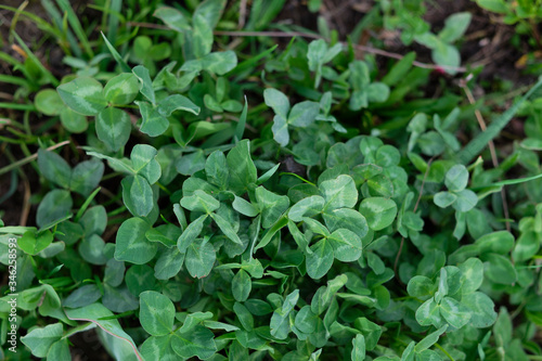calming alfalfa green in nature