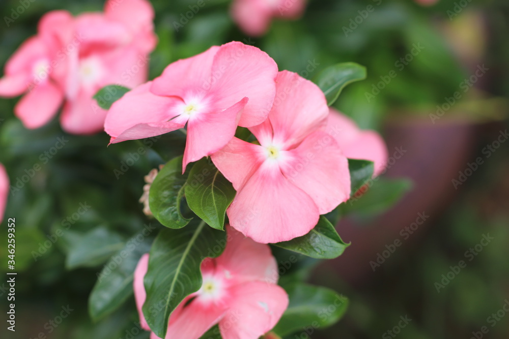 Pink Flower Pink Flower