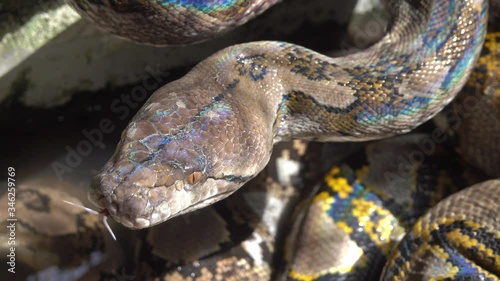 Reticulated python snake in South Asia - Python reticulatus, 4k