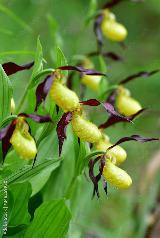 Obraz premium Wilder Frauenschuh