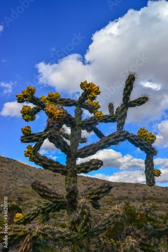 Cacti Tree cholla (Cylindropuntia imbricata) against the blue sky in a mountain landscape in New Mexico, USA © Oleg Kovtun