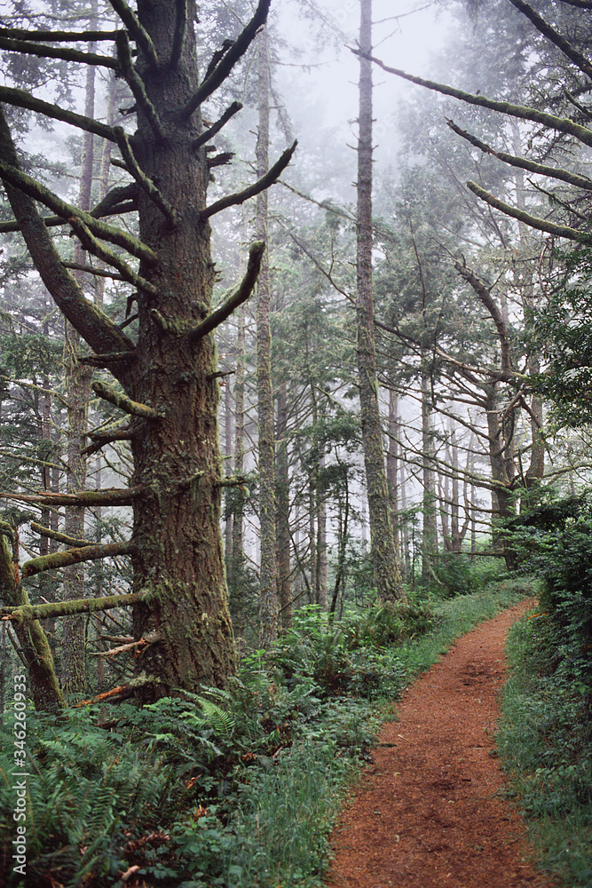 forest path forest path