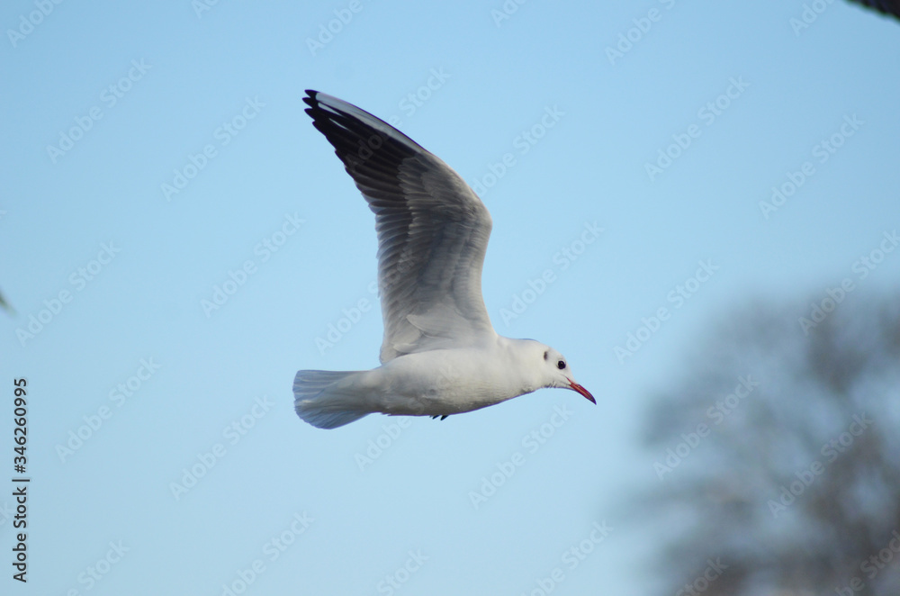 Obraz premium seagull flying in the sky