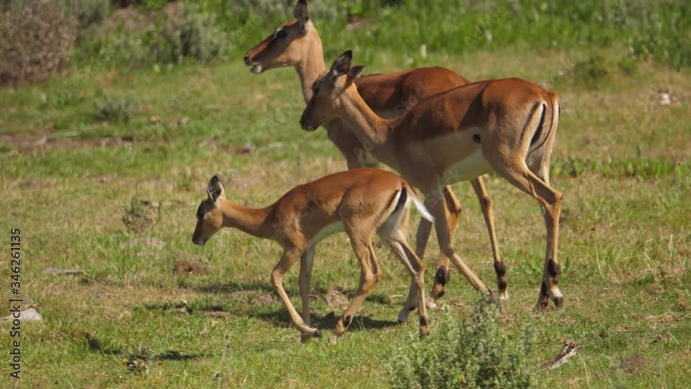 Beautiful impala antelope calf and mother walk to join herd grazing on grass, South Africa