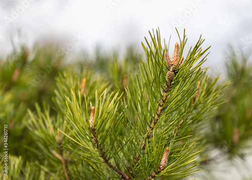 Detailed view of the needles of a Pine growing from the branches.