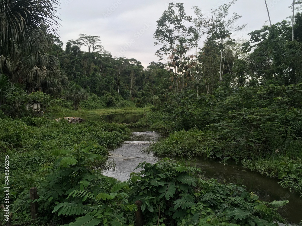 Obraz premium Landscape of national park Manu in Peru, natural outdoor background of rainforest, trees, plants, leaves. Green naturally wild tropical view