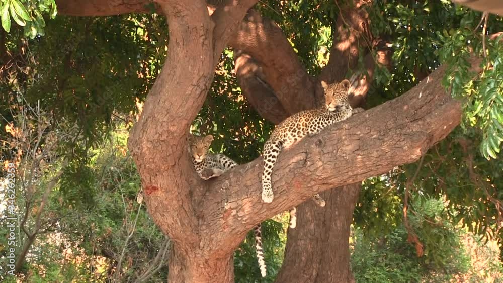 Two young leopards resting on the tree in Chobe National Park Two young leopards resting on the tree in Chobe National Park