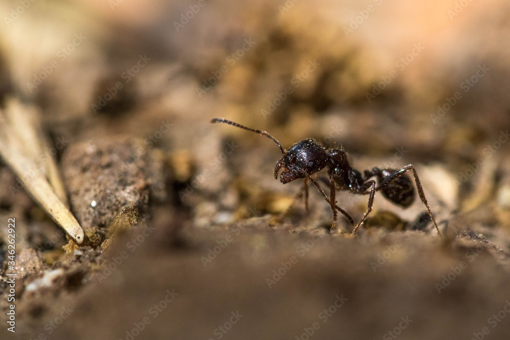 Macrophotographie d'une fourmi Macrophotographie d'une fourmi
