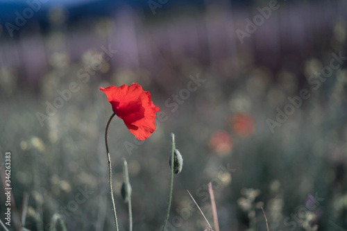 Red poppy flower among other plants in the field.