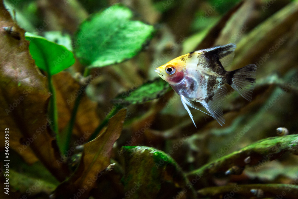 Obraz premium bright aquarium fish on a green background