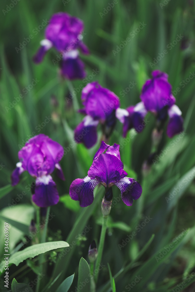 Beautiful purple Iris flowers in the spring garden.