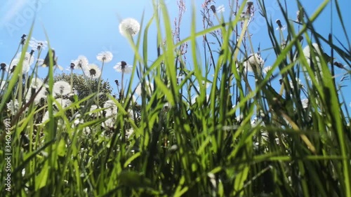 Dandelion seeds across a fresh green background