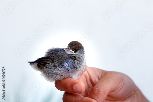 woman with a small bird. bird in hand. © jozefklopacka