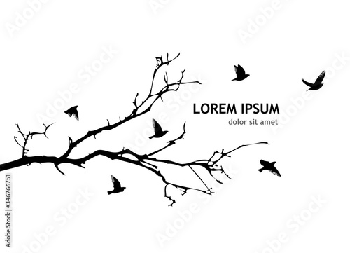 A tree branch without leaves with flying birds. Vector illustration