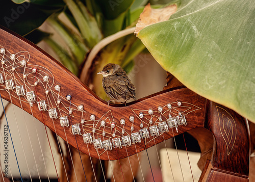 Fototapet Irish harp and smal bird. Instrument closeup.