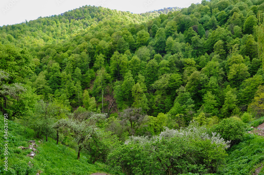 Green mountains covered with deciduous forest on a spring day. Spring mountain landscape.