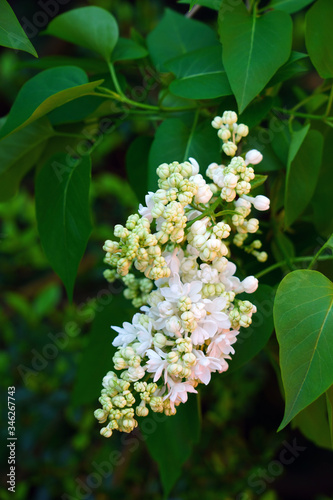 Fragrant white lilac flowers on the bush in the spring