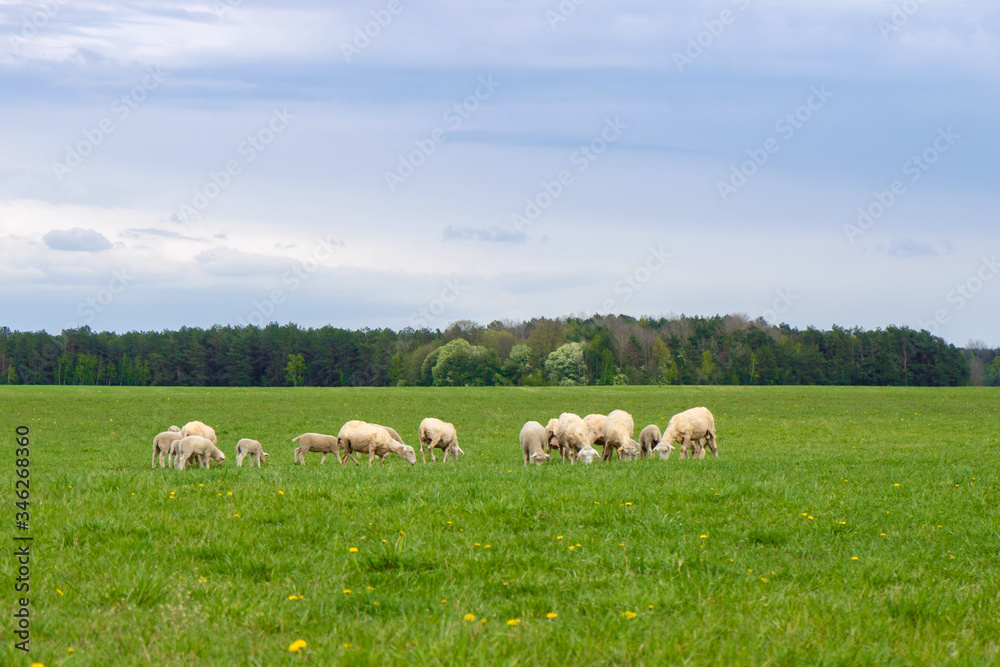  a flock of sheep grazes on a green field on a sunny day in summer