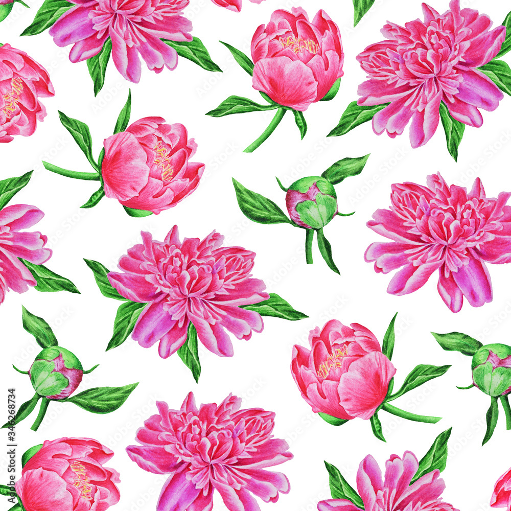 Beautiful floral pattern of pink peonies and buds. Hand drawing, botanical painting.