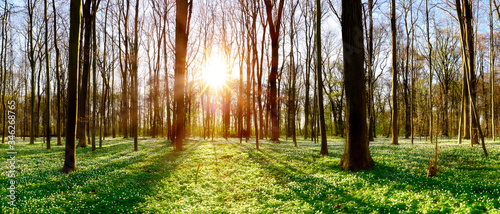Forest in spring with lots of little white flowers and a und bright sun shining through the trees