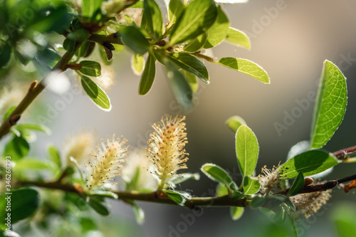 closeup of a soft fluffy willow blossom with pollen in spring