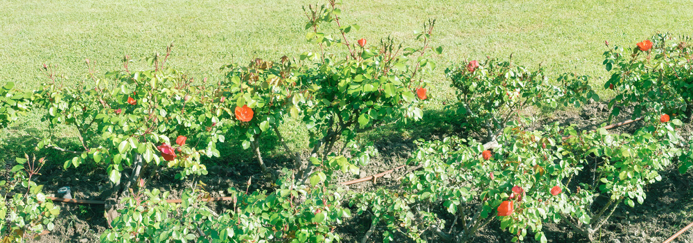 panoramic view of garden with rose in summer time