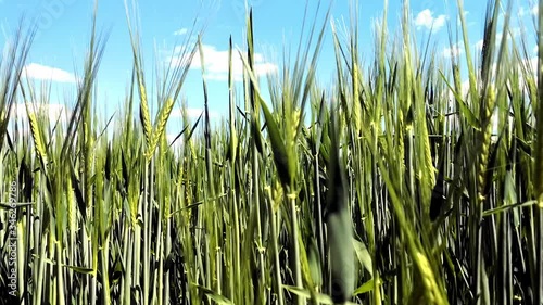 Wheat field in countryside. Sunset in countryside fields. Green wheat field. Ready to harvest wheat. Wheat. Field. Countryside landscape. Harvest. Agriculture.