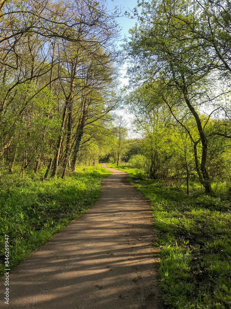 Footpath through the wooded area of a nature reserve. No people Footpath through the wooded area of a nature reserve. No people