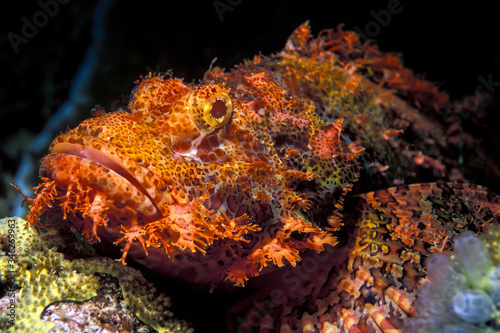 tasseled scorpionfish on coral