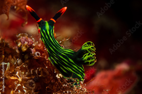sea slug nudibranch