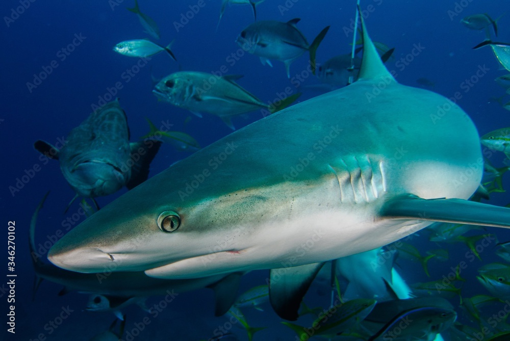 Fototapeta premium shark