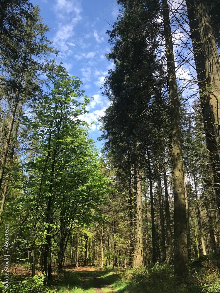 Frühling im Wald junge grüne Baume Sonnenstrahlen durch die Blätter im Brekendorfer Forst in den Hüttenerzeugnisse Bergen Frühling im Wald junge grüne Baume Sonnenstrahlen durch die Blätter im Brekendorfer Forst in den Hüttenerzeugnisse Bergen