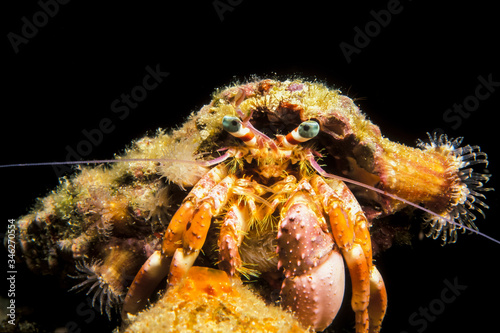 Anemone Hermit Crab photo