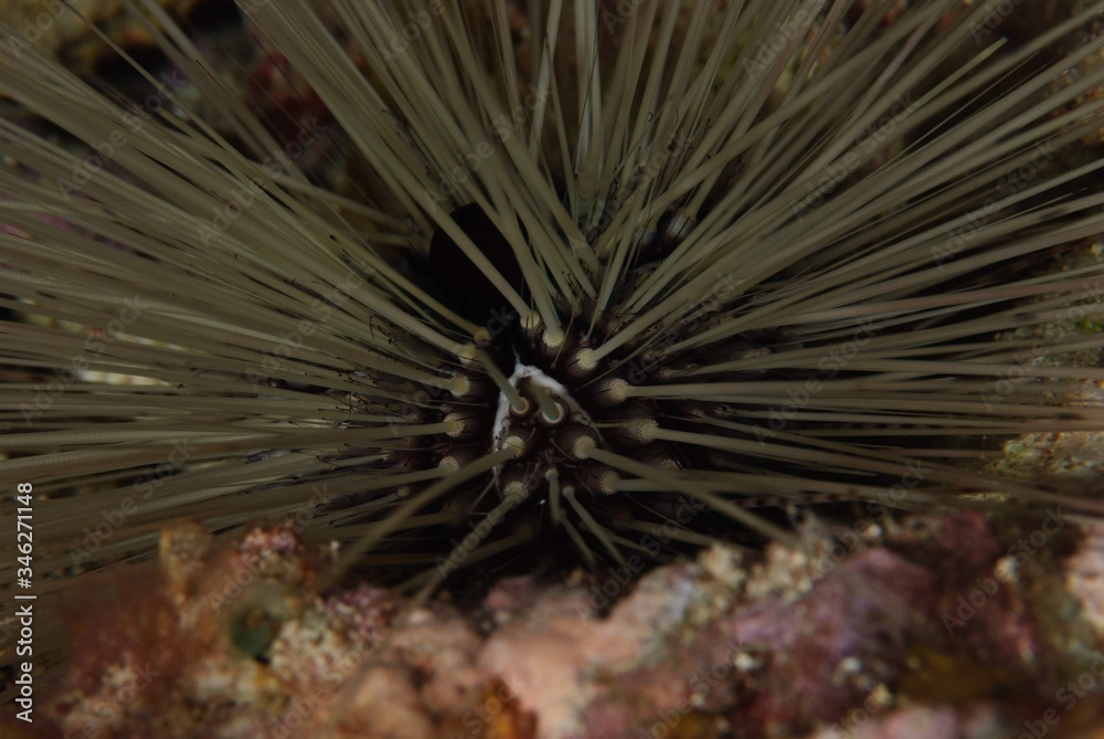 Fototapeta premium long spined sea urchin