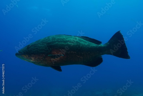 black grouper © scottyc89