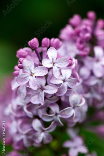 Flowers with five or three petals on a lilac branch  a sign of good luck.