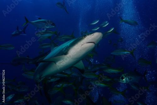 caribbean reef shark © scottyc89