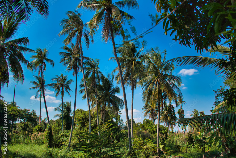 huge palm trees with blue sky