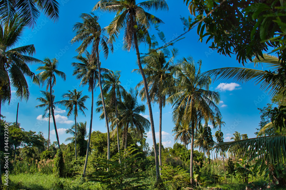 Obraz premium huge palm trees with blue sky