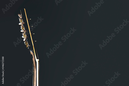 Flat lay detail view of mandoline fingerprint and tuning pegs, moody illuminated image from top view and copy space photo