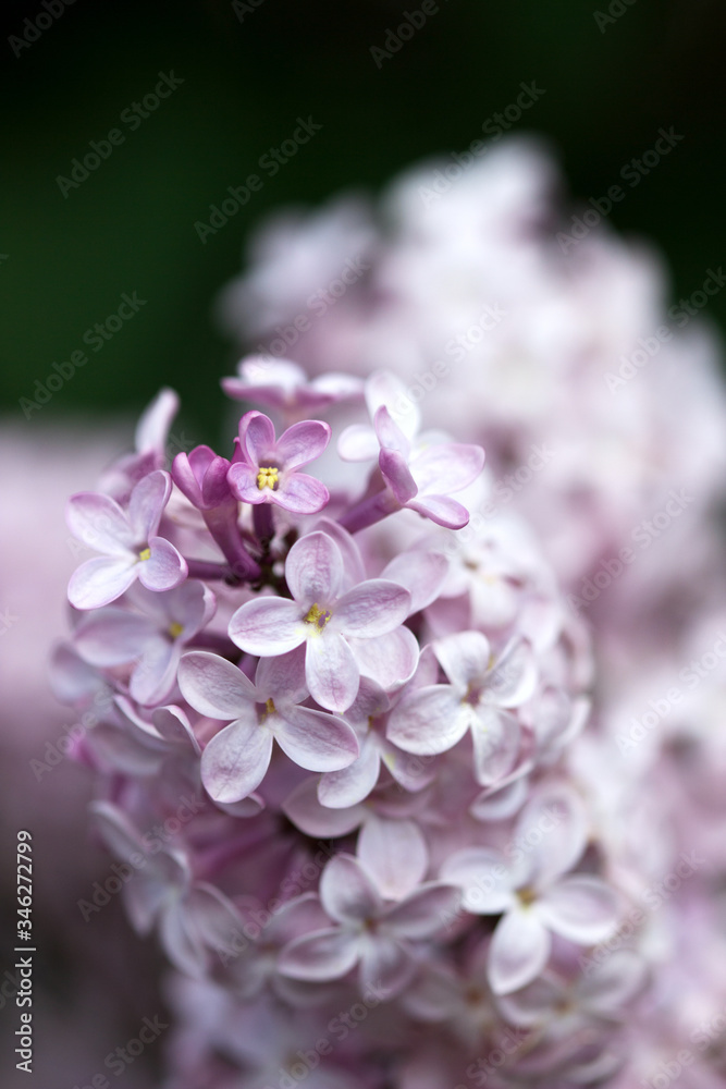Flowers with five or three petals on a lilac branch, a sign of good luck. Flowers with five or three petals on a lilac branch, a sign of good luck.
