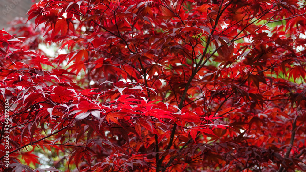 Fototapeta premium Fresh red leaves at the tree. Autumn background. Close up. Amsterdam park