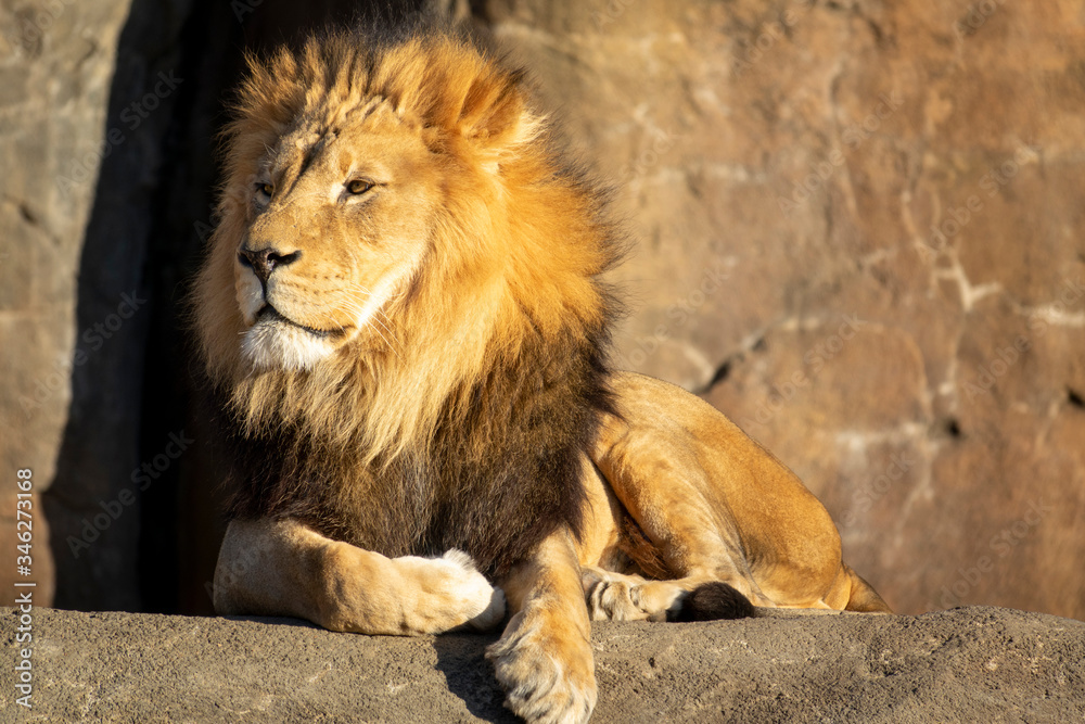 Beautiful African Lion Portrait at our local zoo. Beautiful African Lion Portrait at our local zoo.